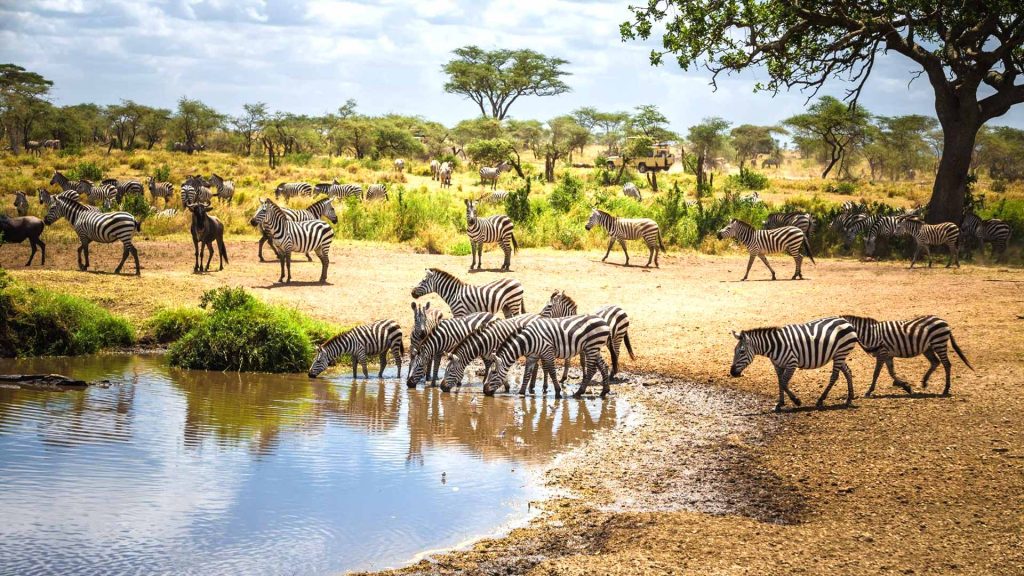 african savanna safari